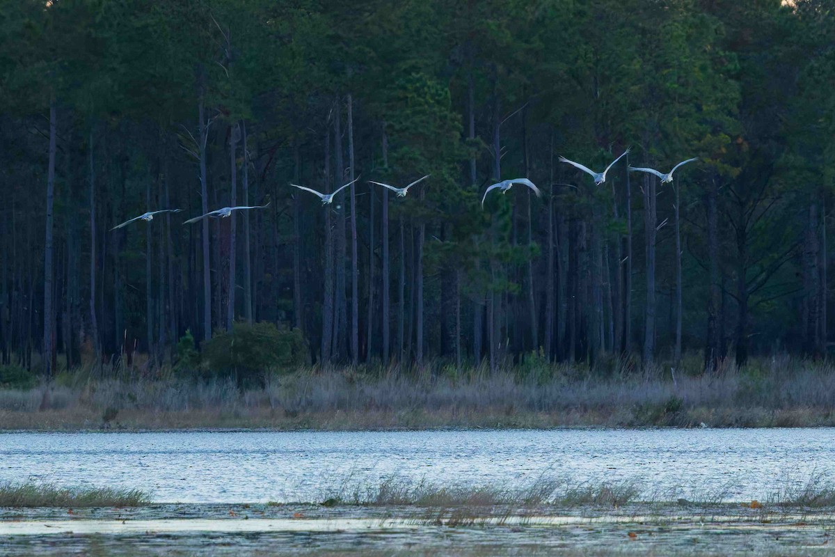 Sandhill Crane - ML646153941