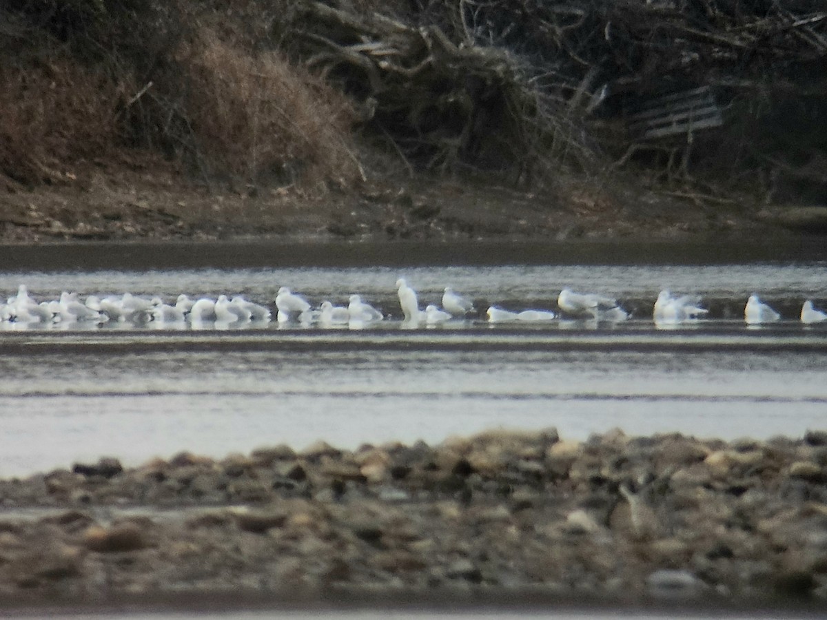 volavka rusohlavá - ML646153942