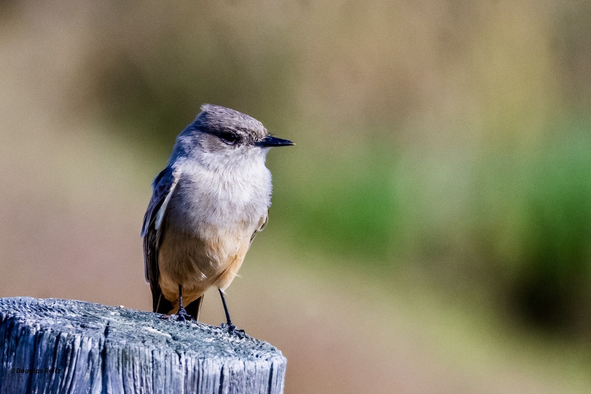 Say's Phoebe - ML646153943