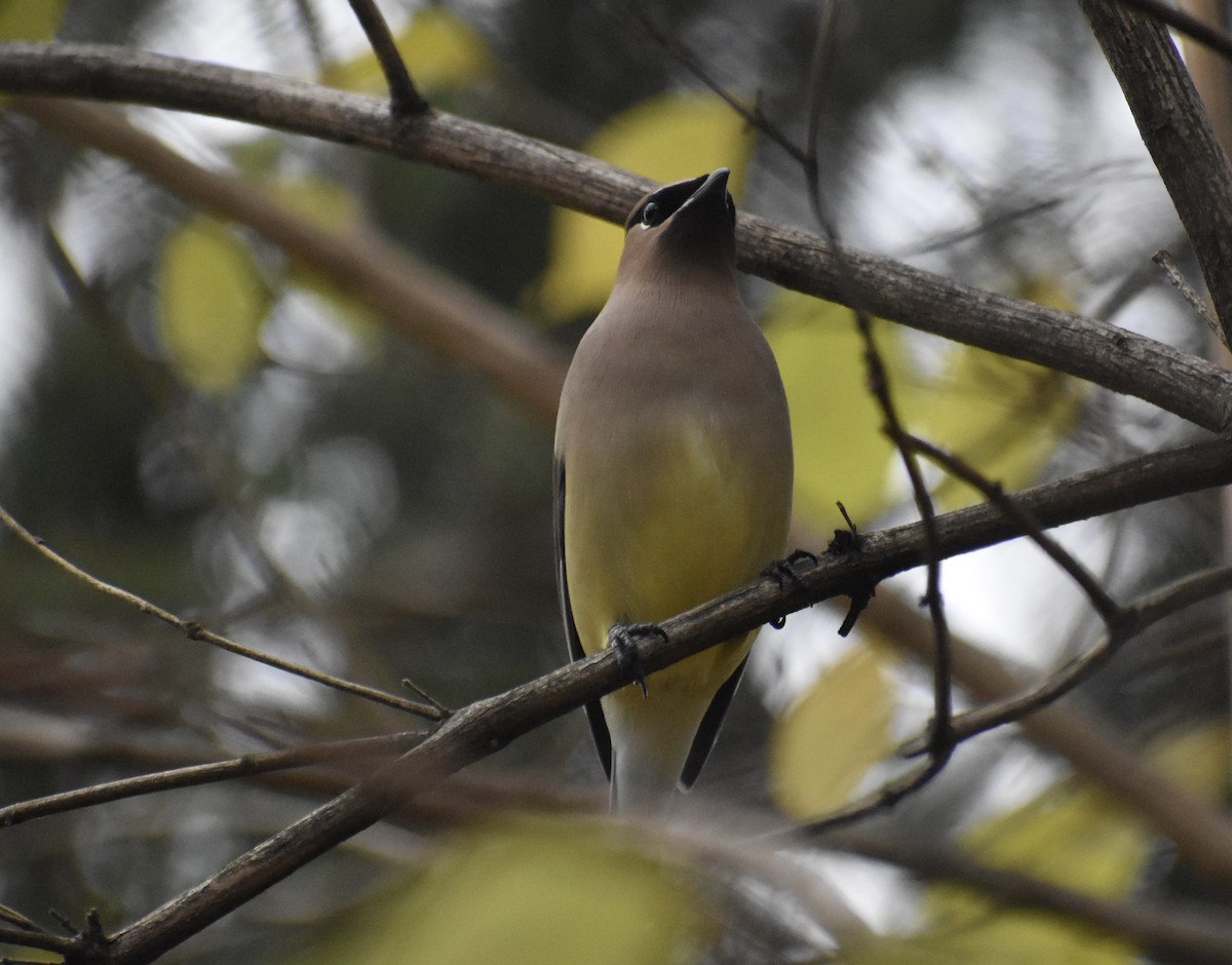 Cedar Waxwing - ML646153944