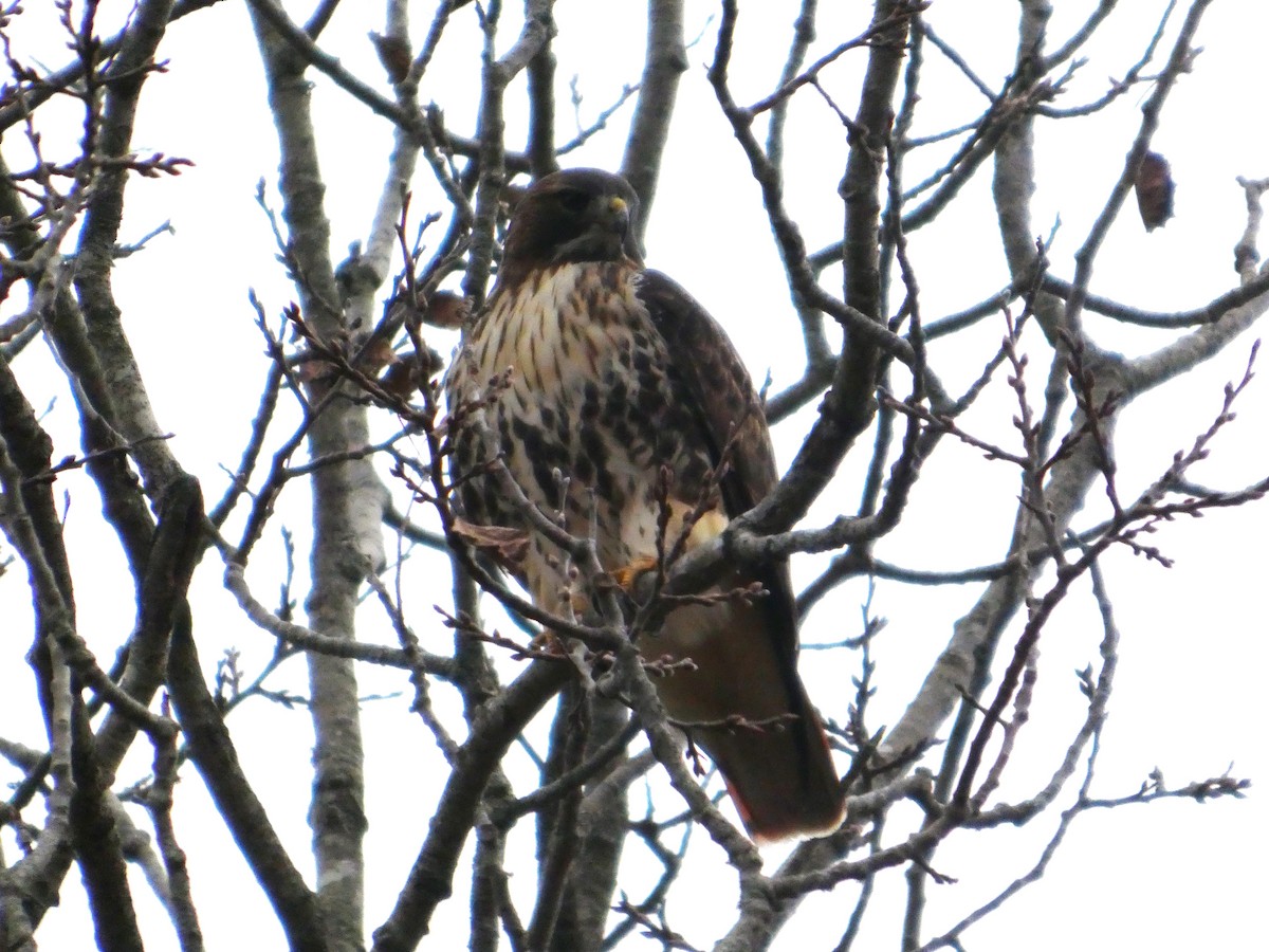 Red-tailed Hawk - ML646153946