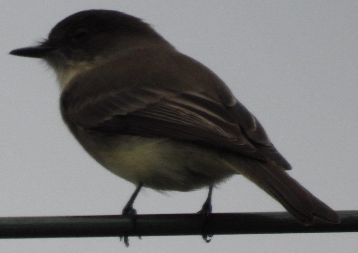 Eastern Phoebe - ML646153947