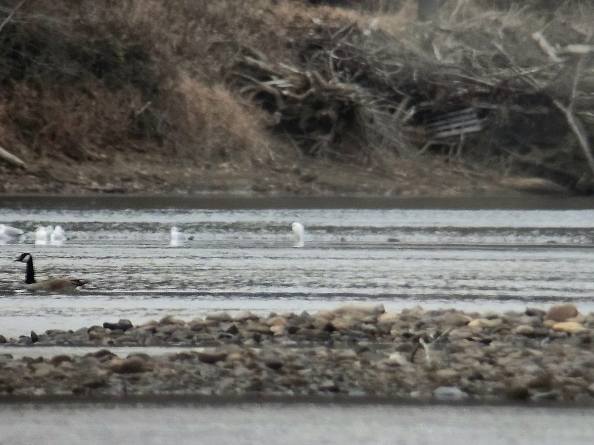 volavka rusohlavá - ML646153951