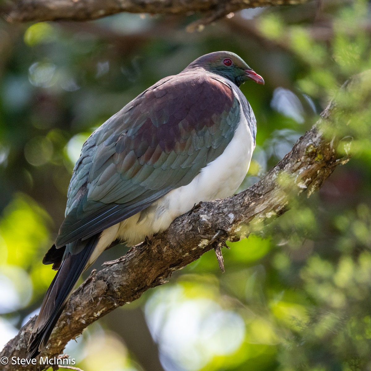 New Zealand Pigeon - ML646153953