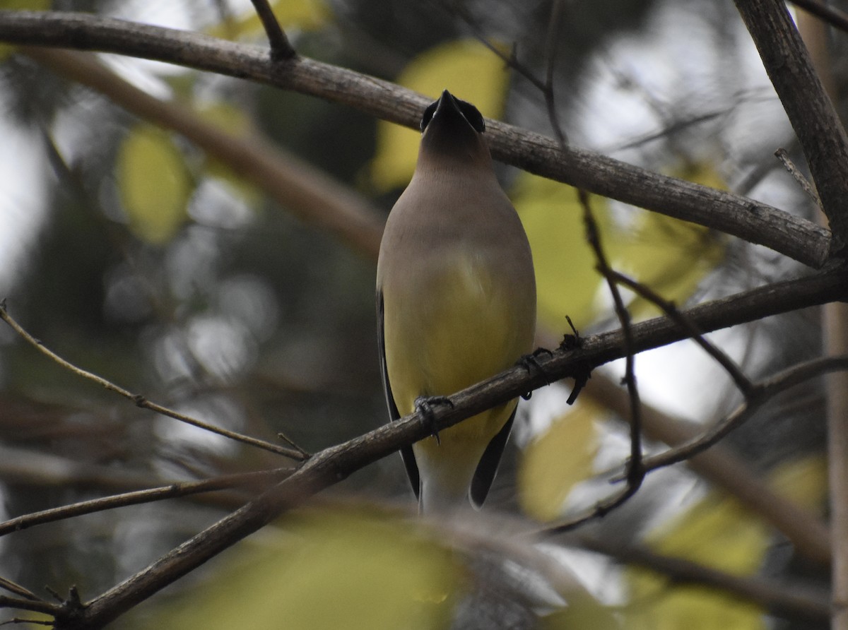 Cedar Waxwing - ML646153954
