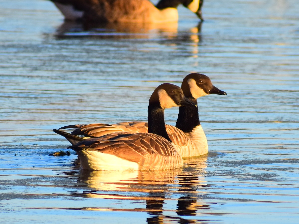 Canada Goose (moffitti/maxima) - ML646153956