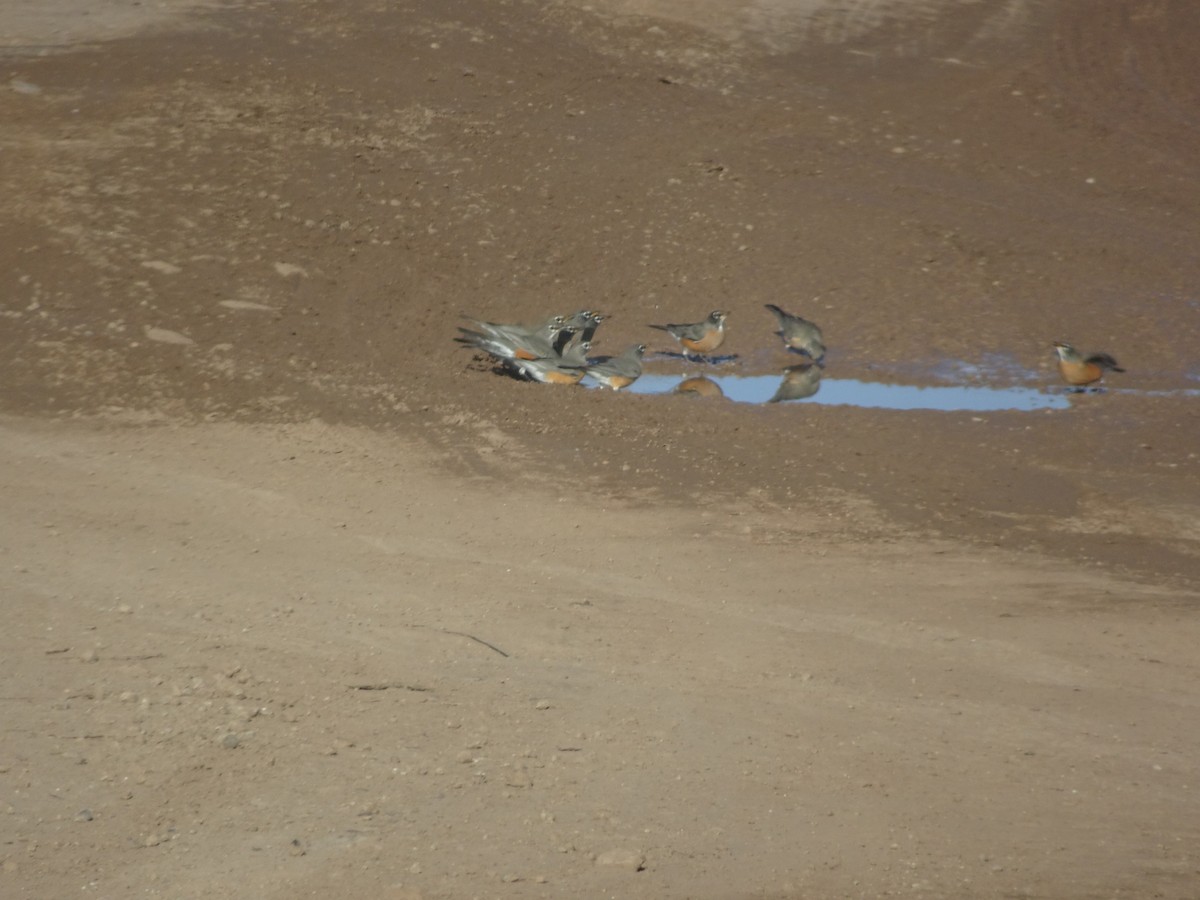 American Robin - ML646153957