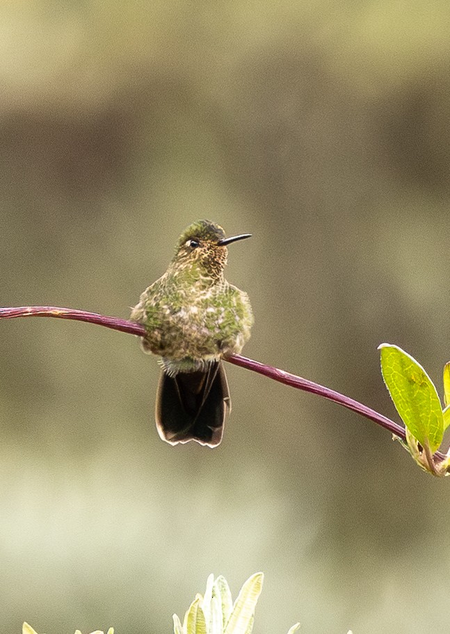 Viridian Metaltail - ML646153958