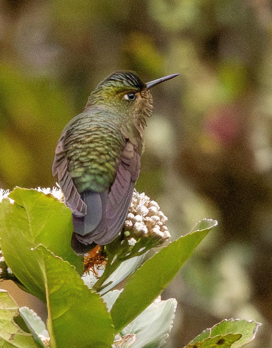 Viridian Metaltail - ML646153959