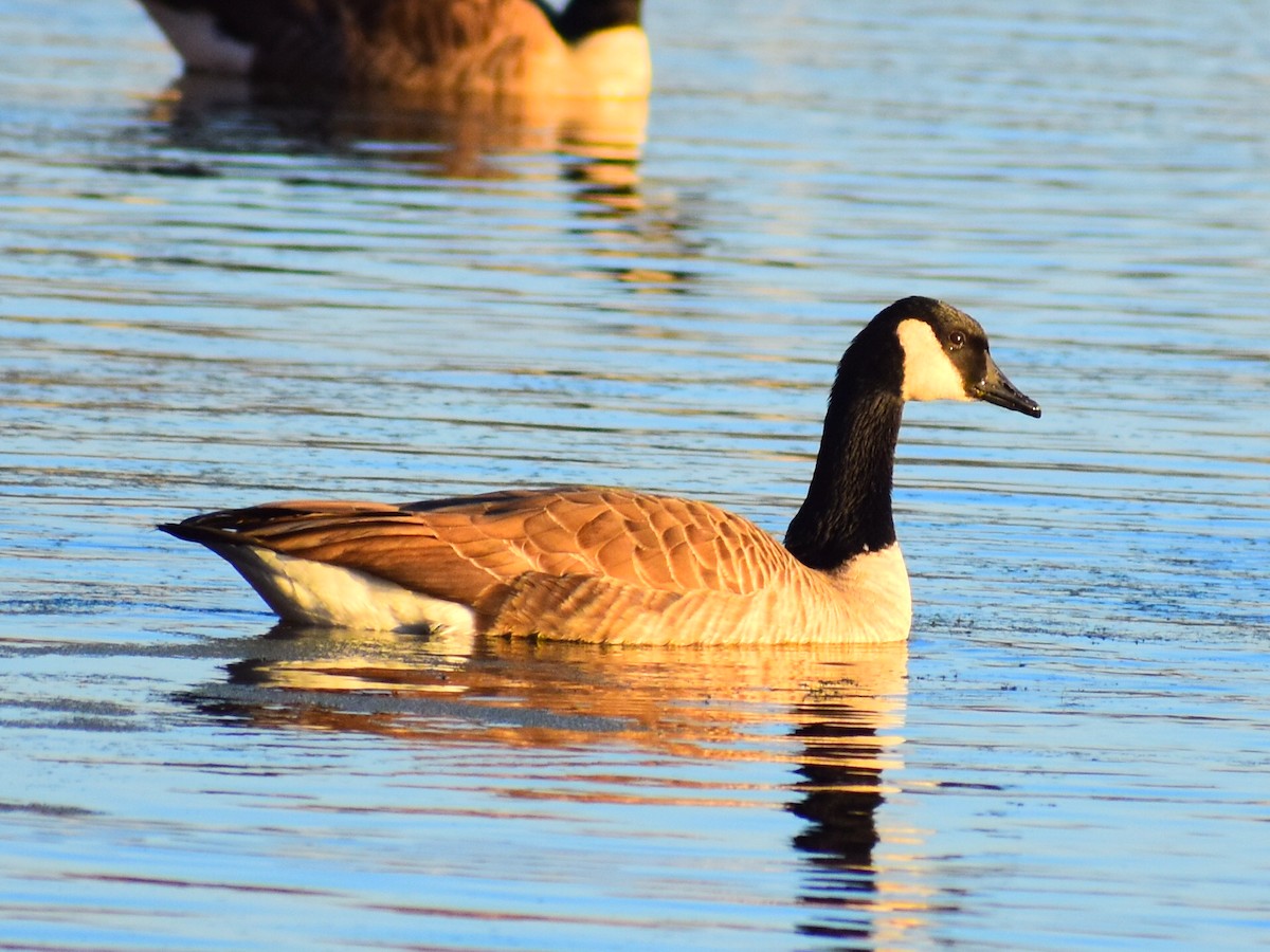 Canada Goose (moffitti/maxima) - ML646153960