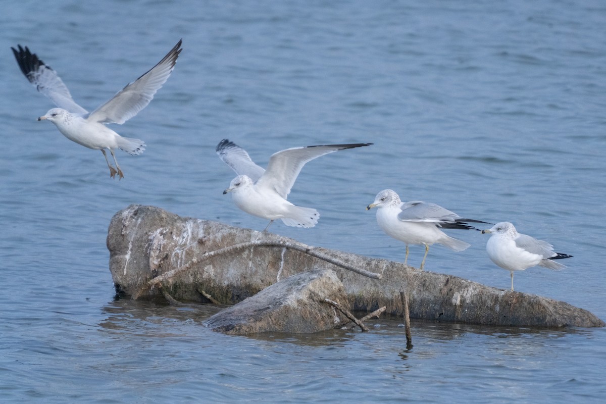 Ring-billed Gull - ML646153961