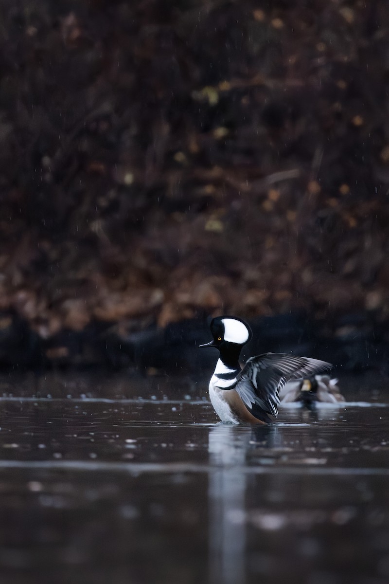 Hooded Merganser - ML646153962