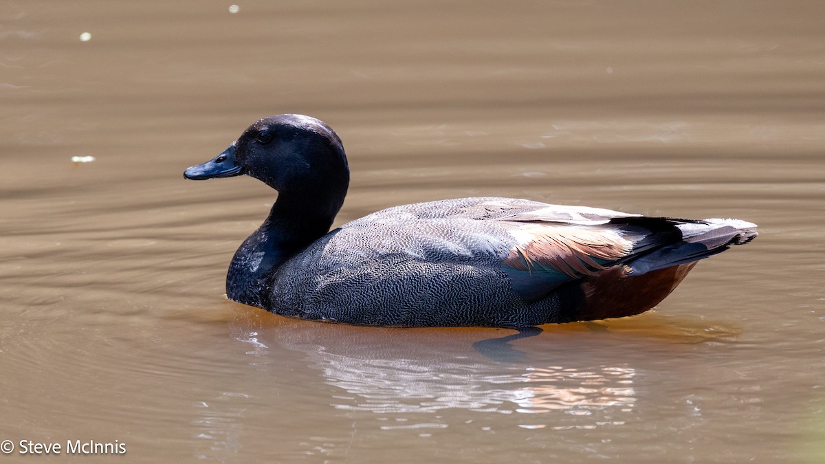Paradise Shelduck - ML646153963