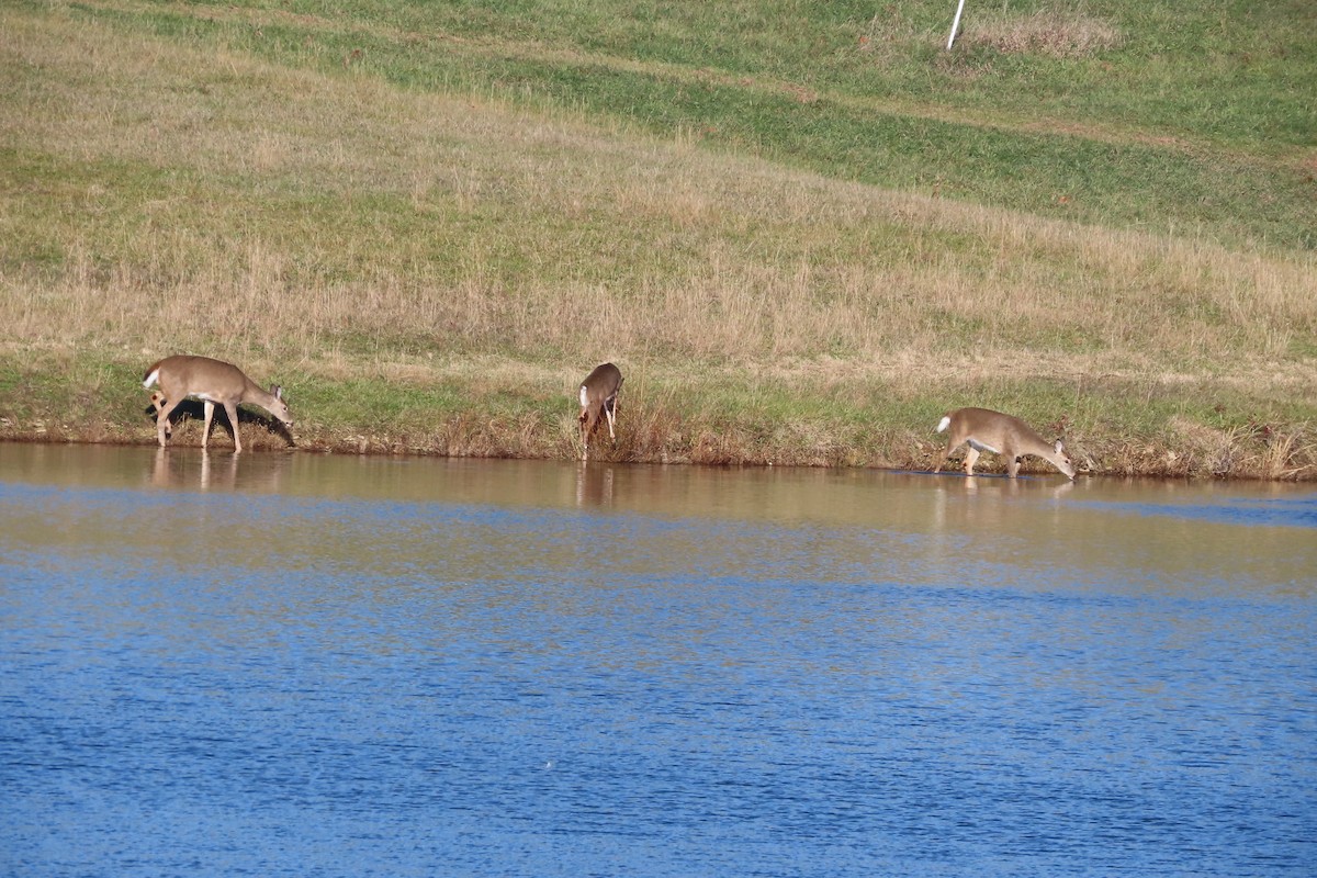 White-tailed Deer - ML646153964