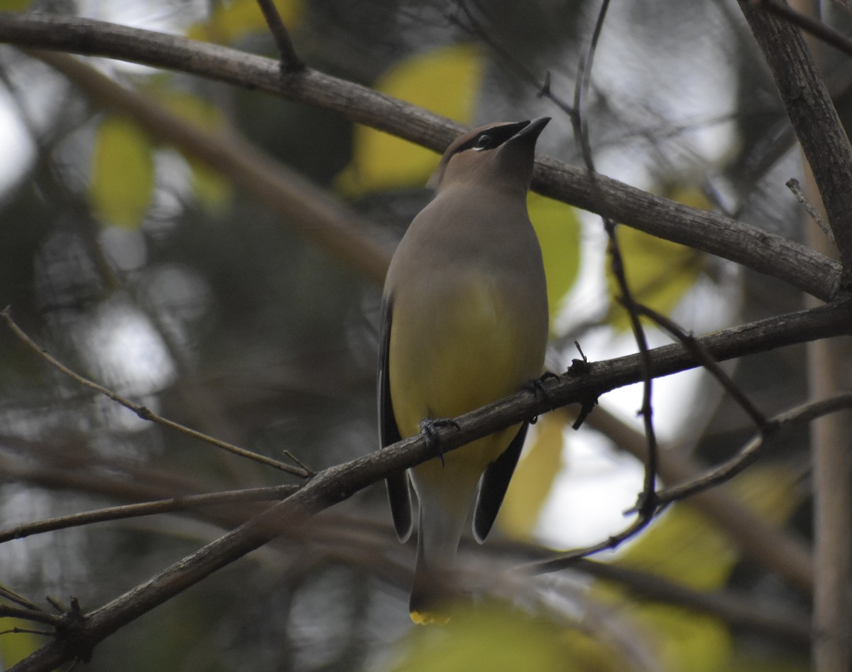 Cedar Waxwing - ML646153966