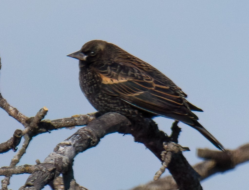 Red-winged Blackbird - ML646153968