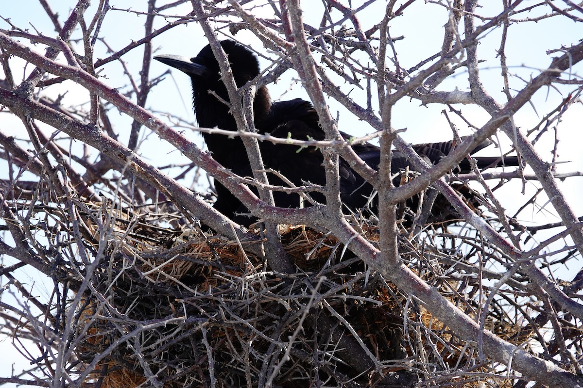 Cape Crow - ML646153970