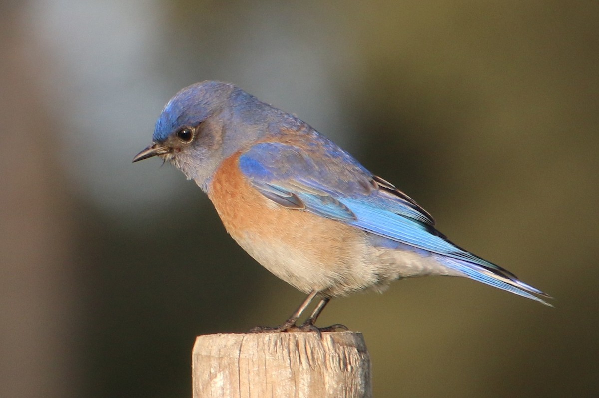 Western Bluebird - ML646153973
