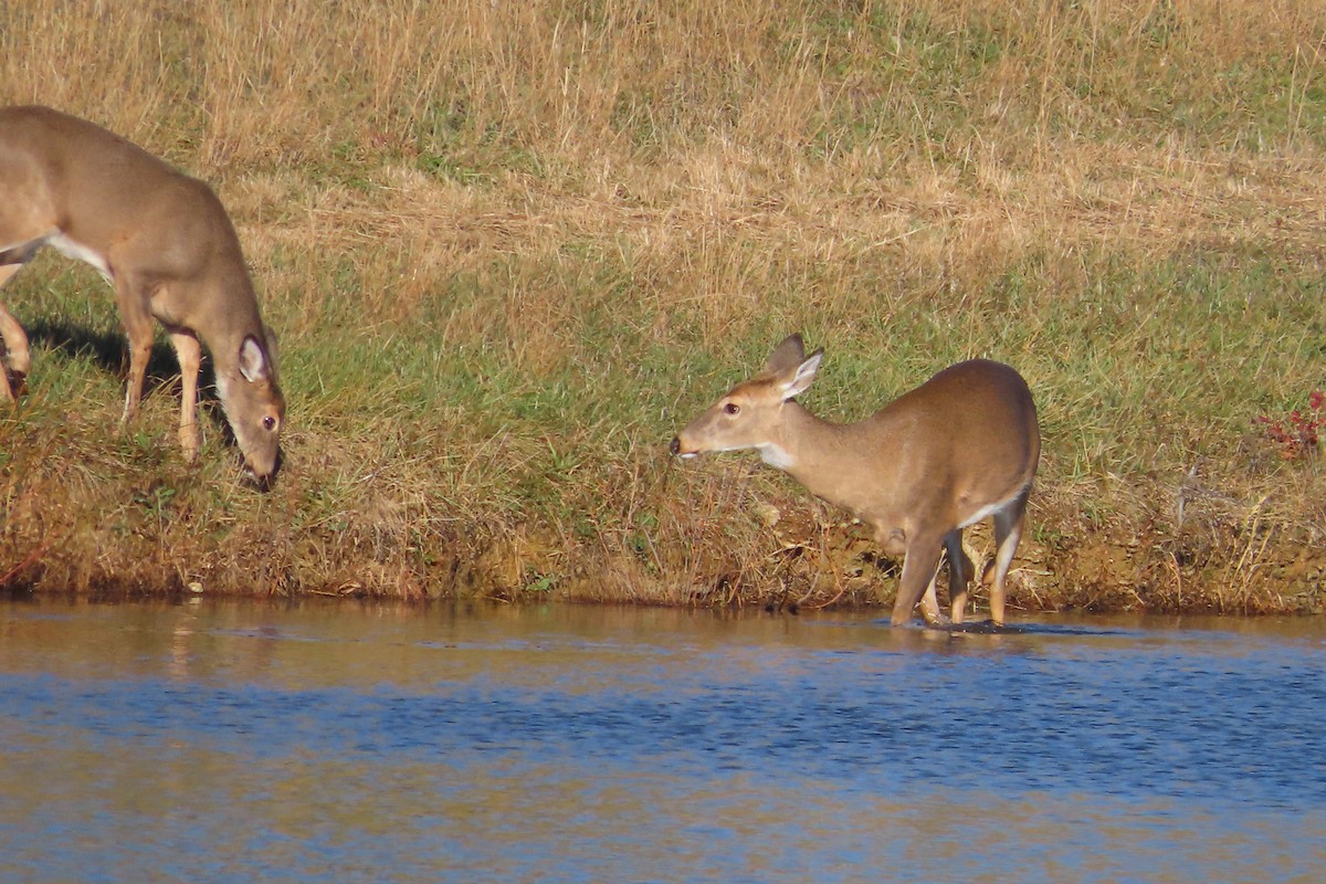 White-tailed Deer - ML646153976