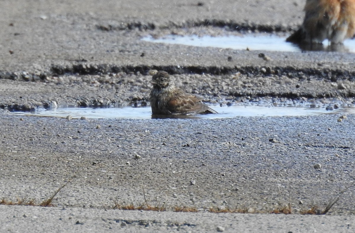 Vesper Sparrow - ML646153977
