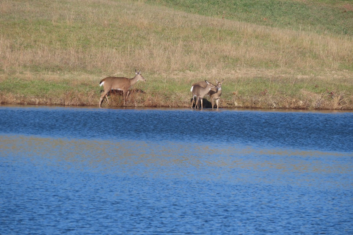 White-tailed Deer - ML646153978