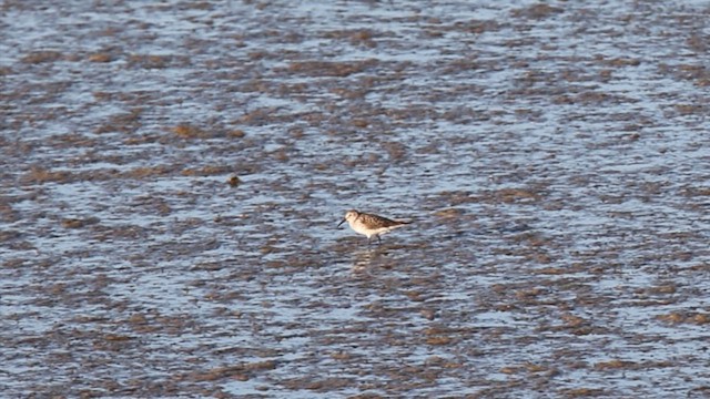 Бонапартов песочник - ML646153980