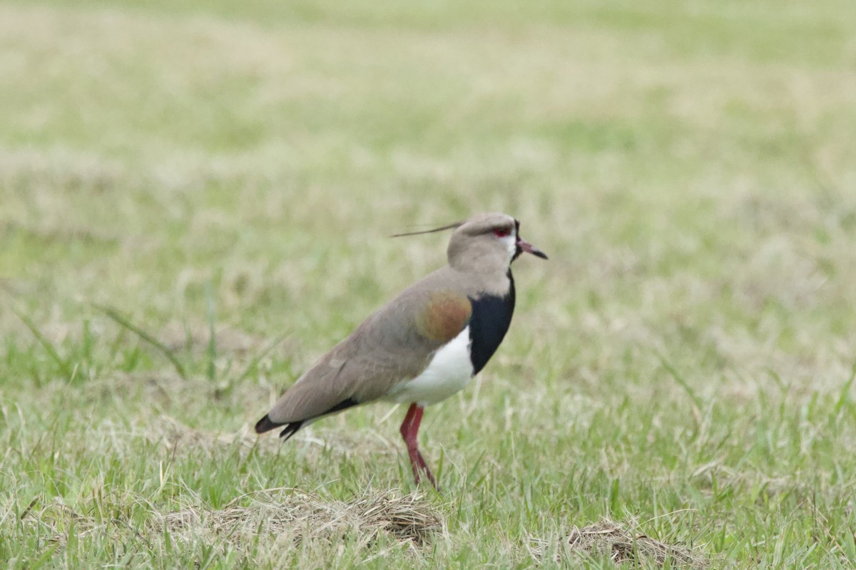 Southern Lapwing - ML646153986