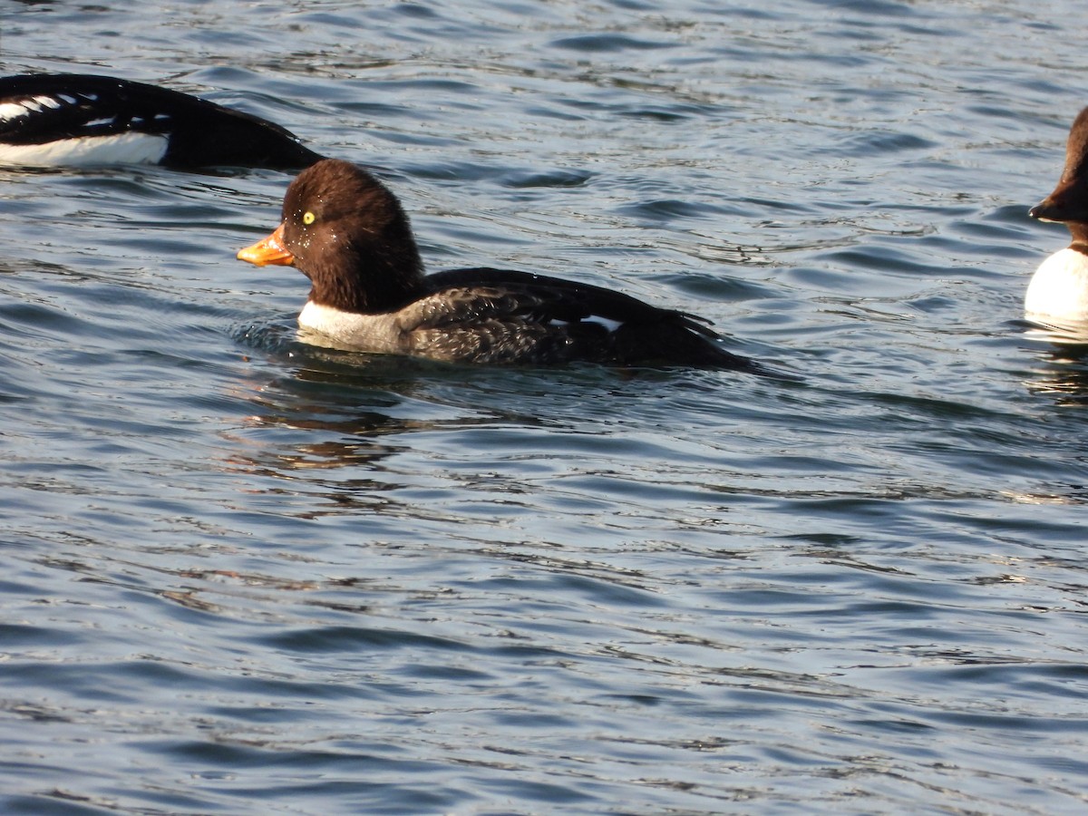 Barrow's Goldeneye - ML646153995