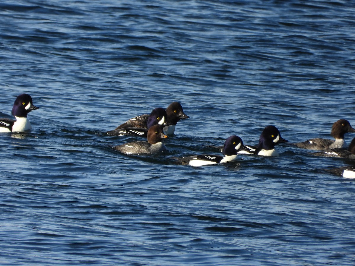 Barrow's Goldeneye - ML646153996