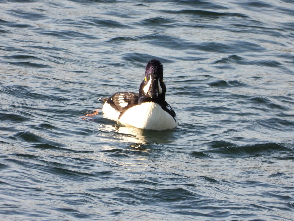Barrow's Goldeneye - ML646153997