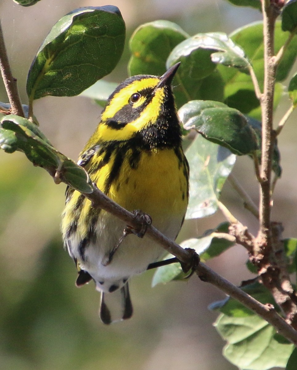 Townsend's Warbler - ML646153998