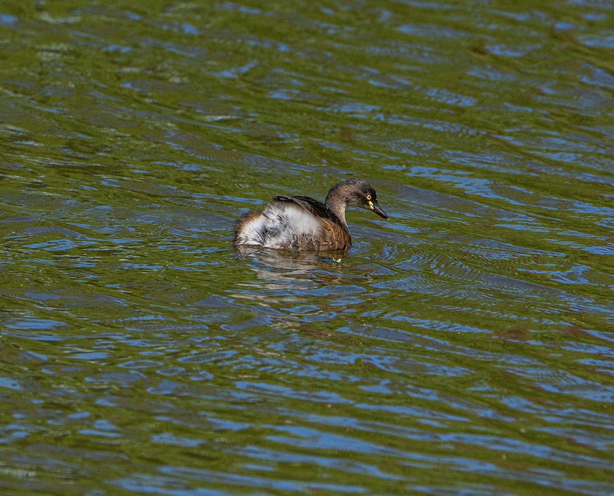Australasian Grebe - ML646154000