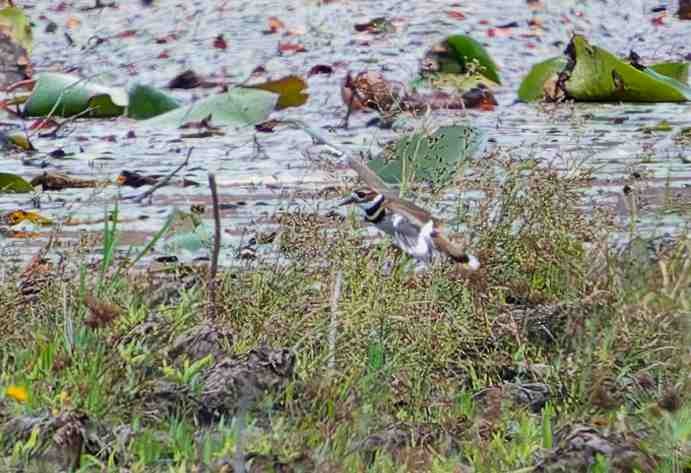 Kildir txirritxoa - ML646154006