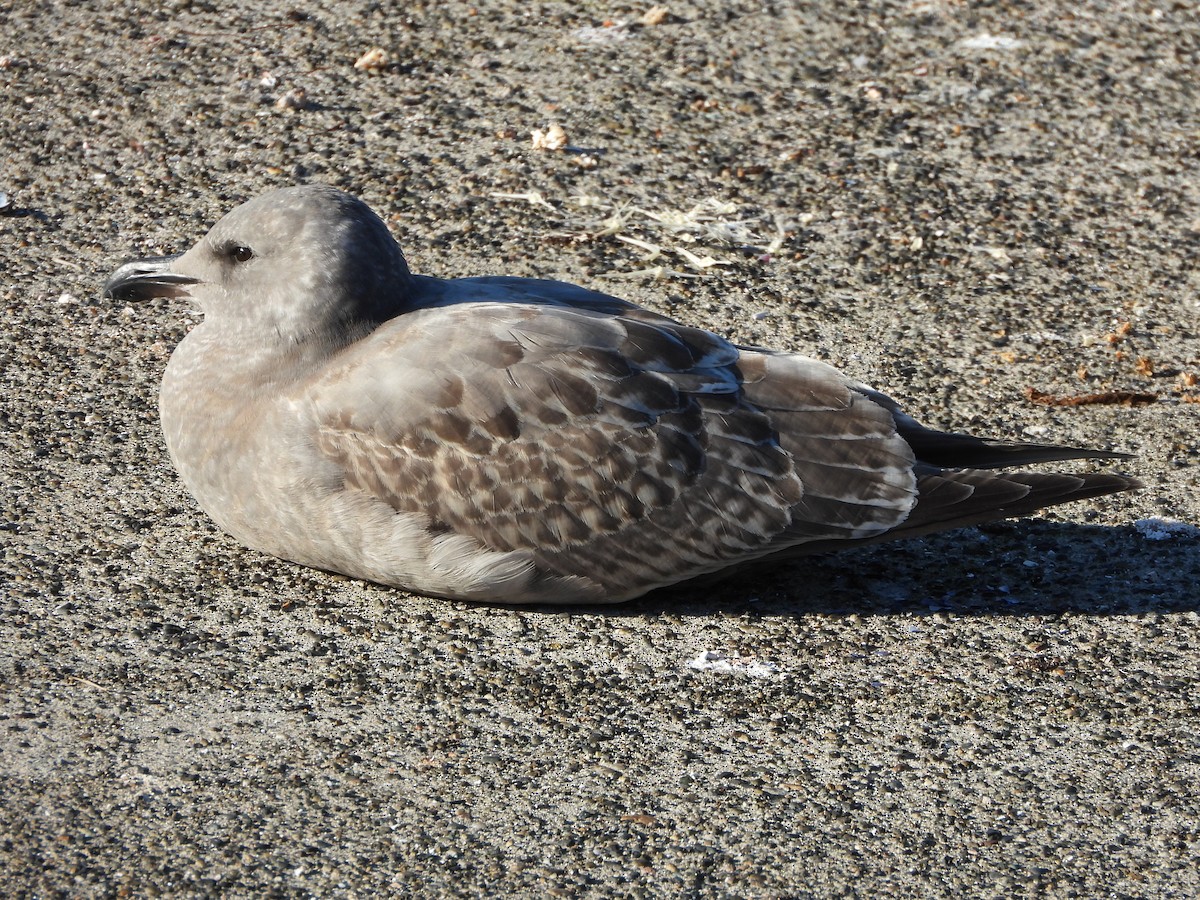 アメリカオオセグロカモメ - ML646154008