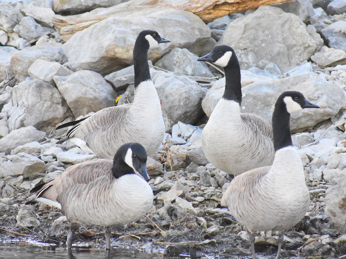 Canada Goose (moffitti/maxima) - ML646154012