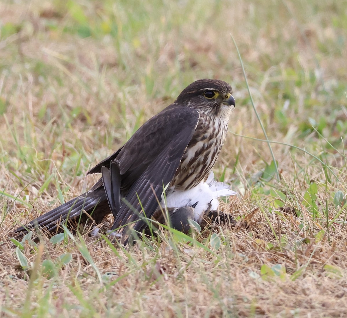 Merlin - ML646154013