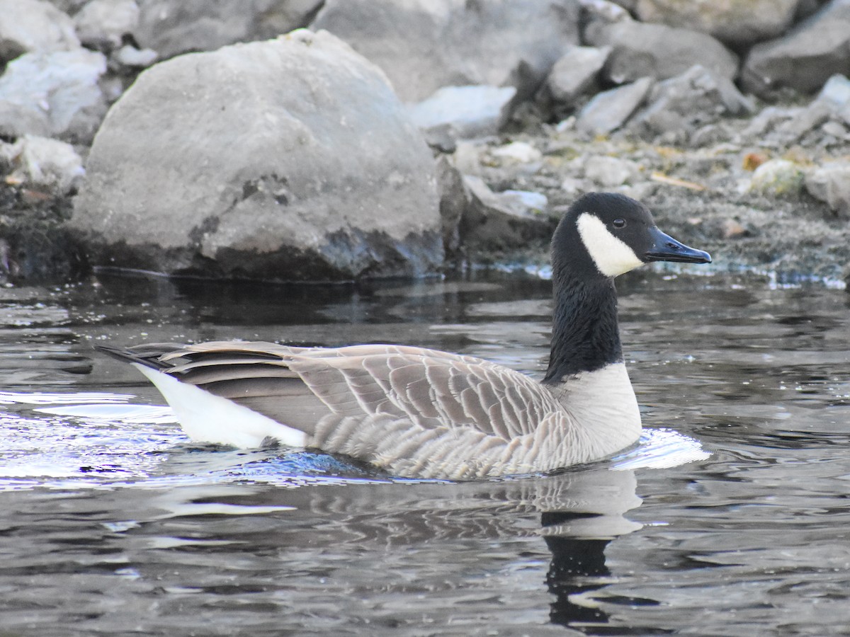 Canada Goose (moffitti/maxima) - ML646154023