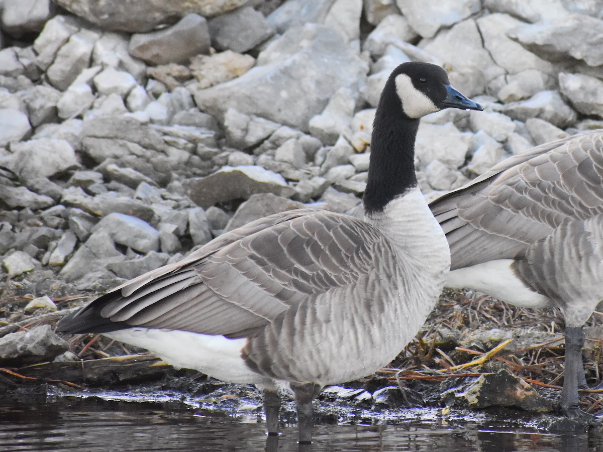 Canada Goose (moffitti/maxima) - ML646154024