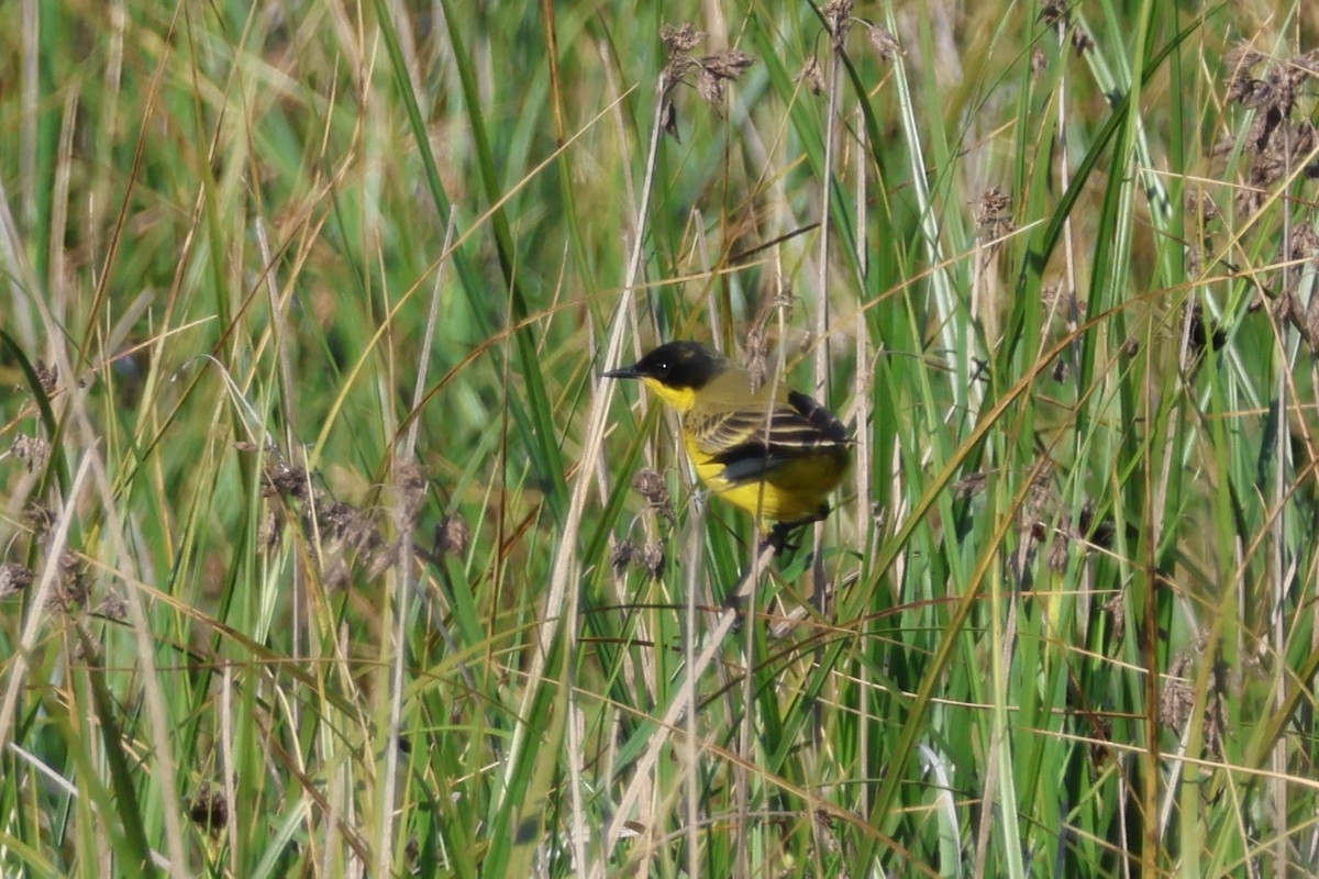 Western Yellow Wagtail (feldegg) - ML646154028