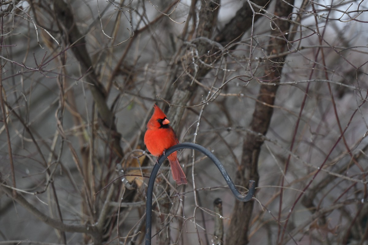 Northern Cardinal - ML646154032