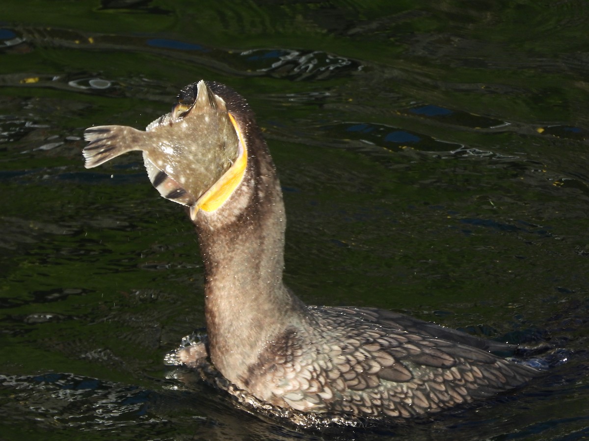 Double-crested Cormorant - ML646154035
