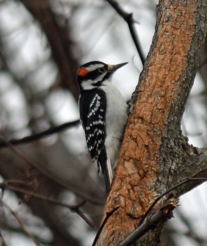 Hairy Woodpecker (Eastern) - ML646154036