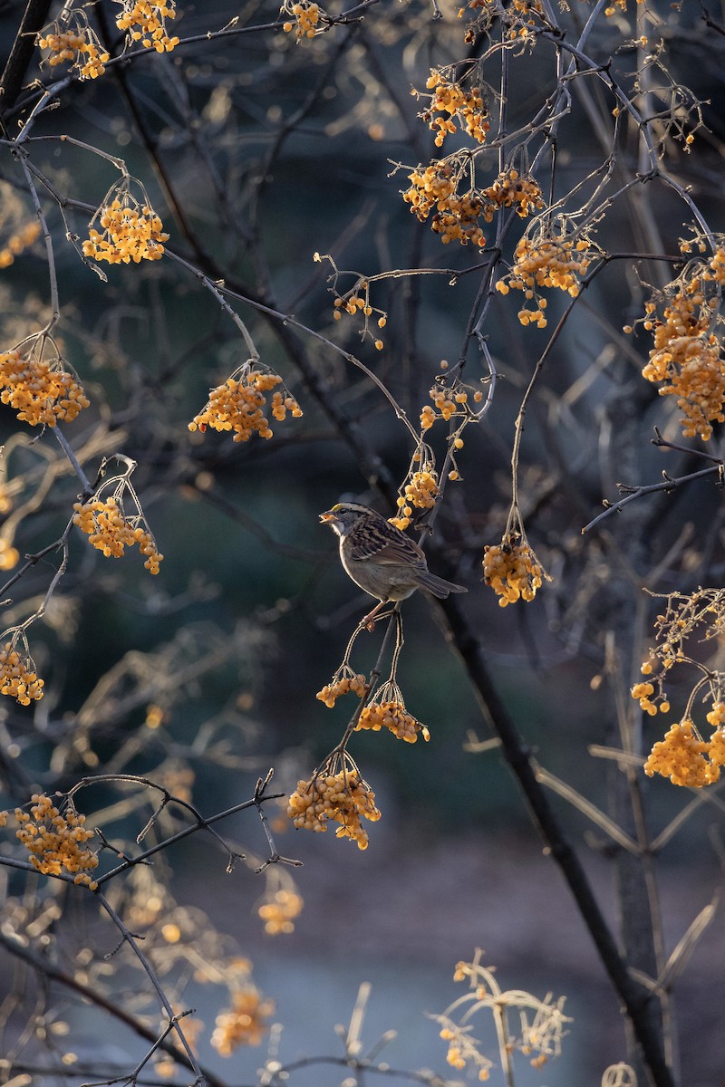 White-throated Sparrow - ML646154046