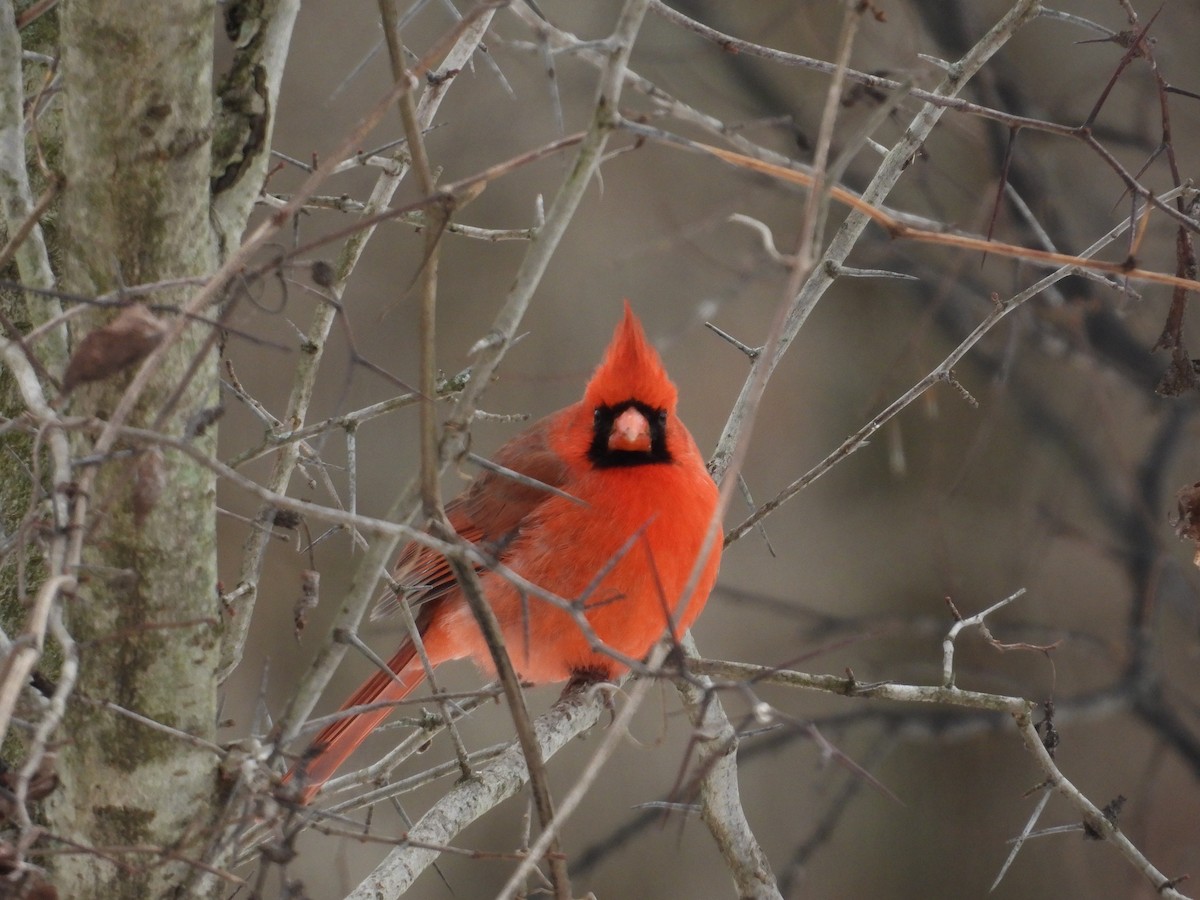 Northern Cardinal - ML646154048
