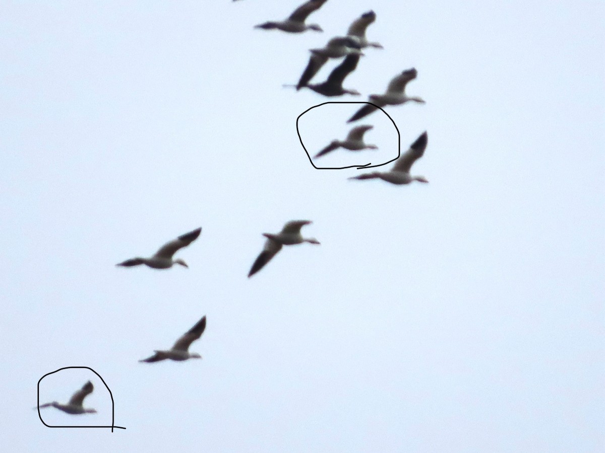 Ross's Goose - ML646154052