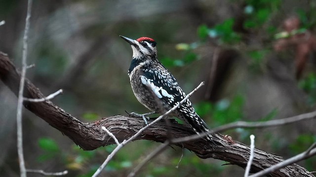 Yellow-bellied Sapsucker - ML646154053