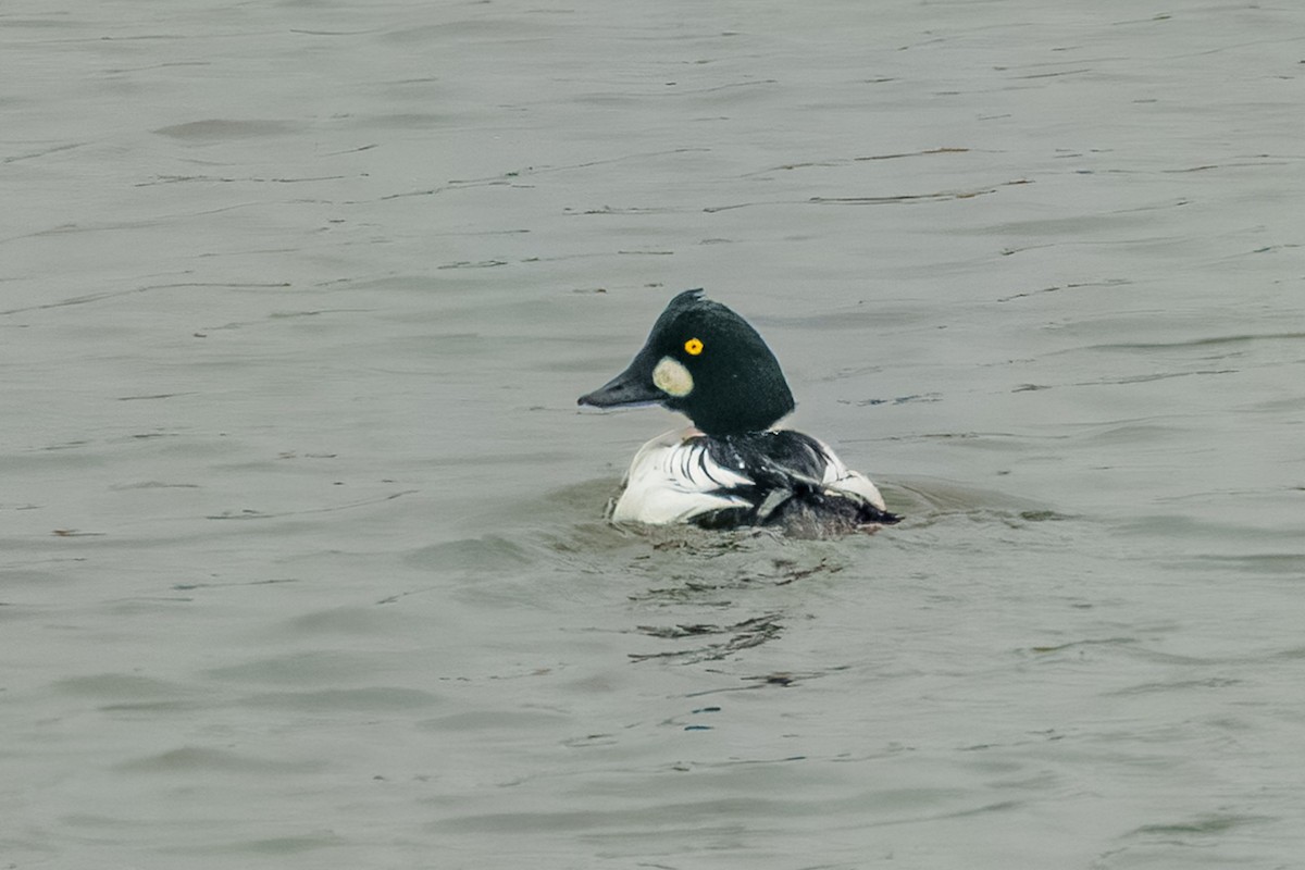 Алаг шунгаач - ML646154054