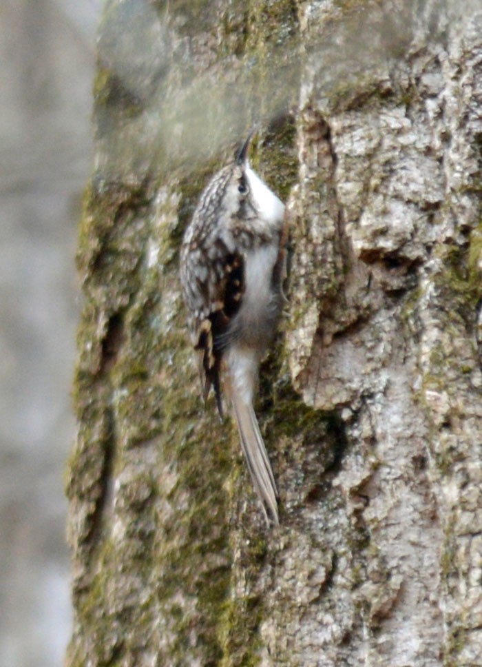 Brown Creeper - ML646154055