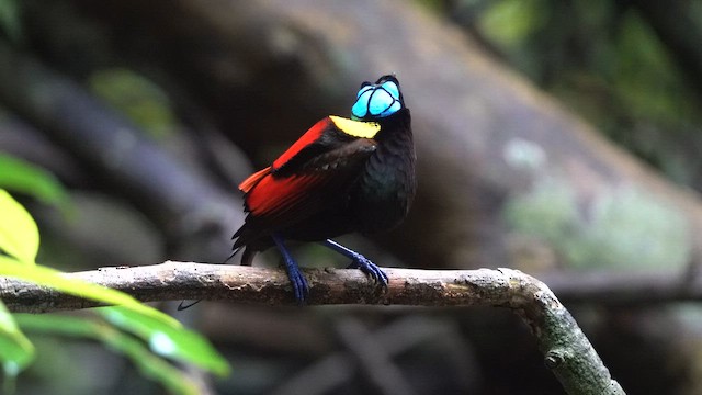 Wilson's Bird-of-Paradise - ML646154061