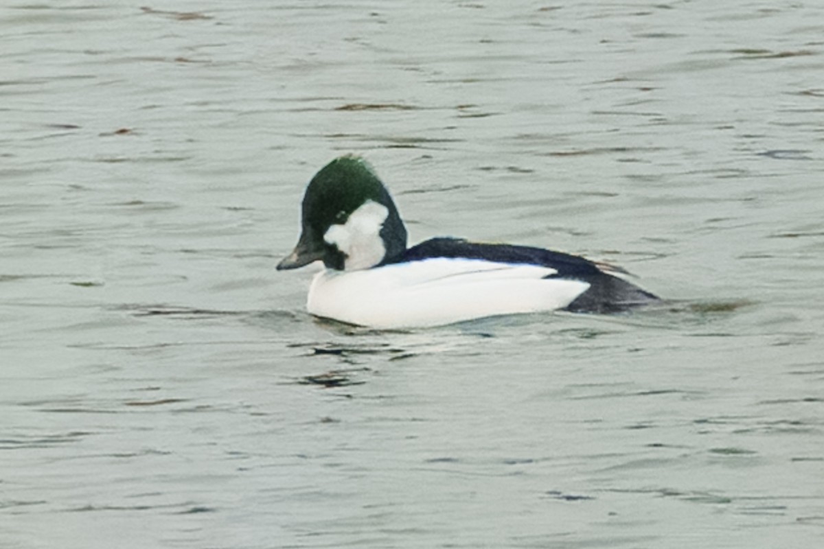 Bufflehead x Common Goldeneye (hybrid) - ML646154062
